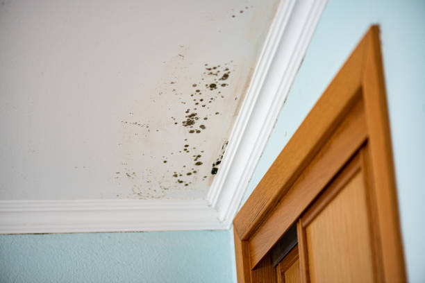 Why You Should Choose Our Mold Remediation Services in Sullivan, IL